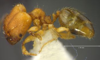 Media type: image;   Entomology 34371 Aspect: habitus lateral view